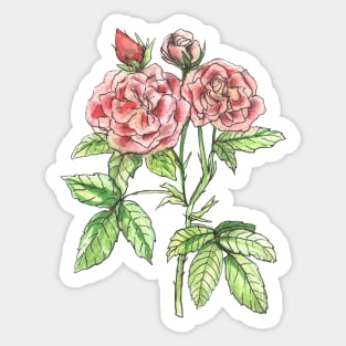 English Roses Sticker